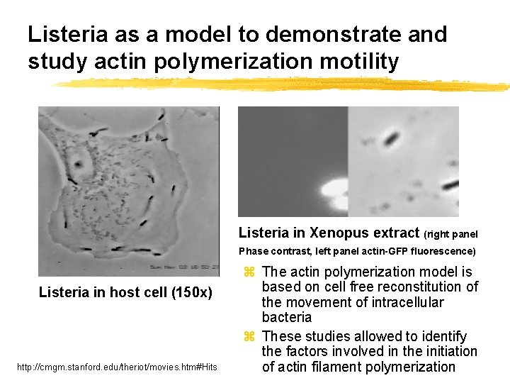 Listeria as a model to demonstrate and study actin polymerization motility Listeria in Xenopus