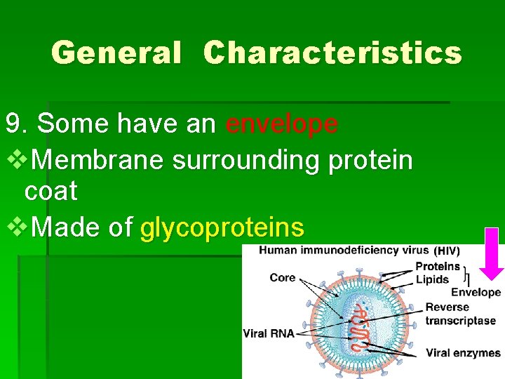 General Characteristics 9. Some have an envelope v. Membrane surrounding protein coat v. Made