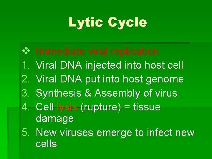 Lytic Cycle v 1. 2. 3. 4. Immediate viral replication Viral DNA injected into