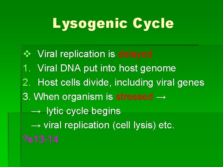 Lysogenic Cycle v Viral replication is delayed 1. Viral DNA put into host genome