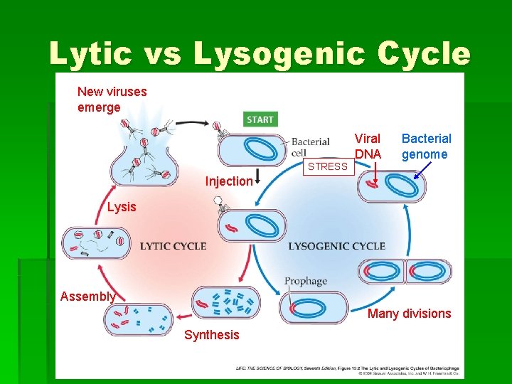 Lytic vs Lysogenic Cycle New viruses emerge Viral DNA Bacterial genome STRESS Injection Lysis