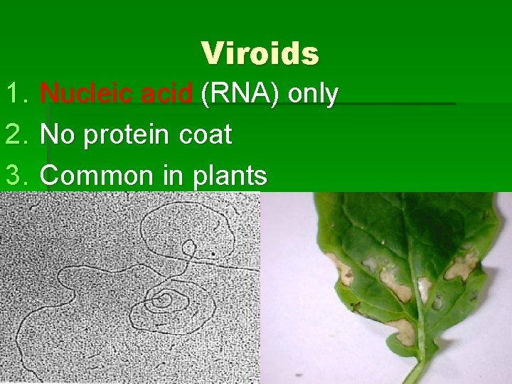 Viroids 1. 2. 3. Nucleic acid (RNA) only No protein coat Common in plants