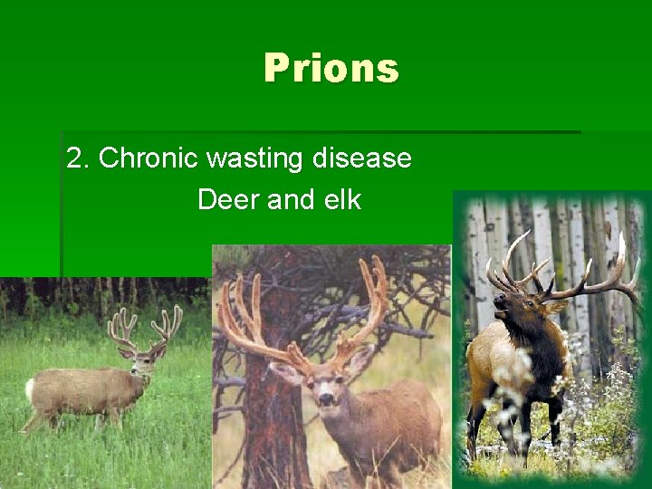 Prions 2. Chronic wasting disease Deer and elk 
