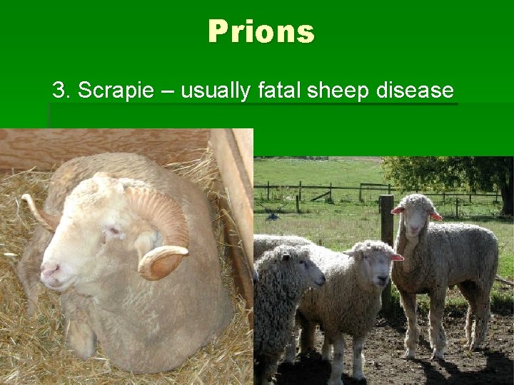 Prions 3. Scrapie – usually fatal sheep disease 