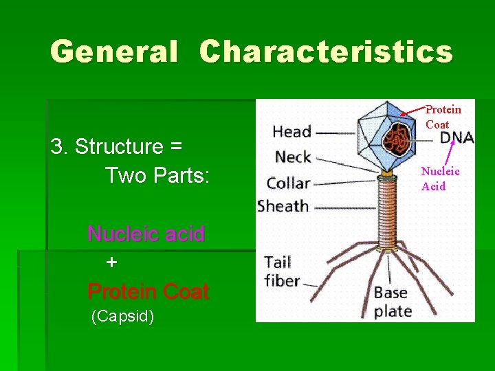 General Characteristics Protein Coat 3. Structure = Two Parts: Nucleic acid + Protein Coat