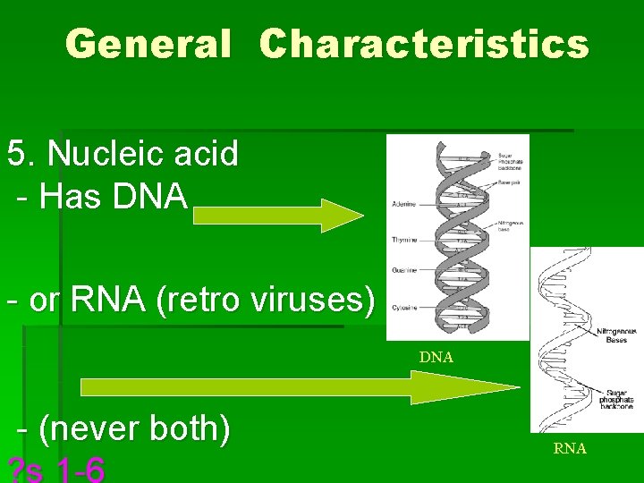 General Characteristics 5. Nucleic acid - Has DNA - or RNA (retro viruses) DNA