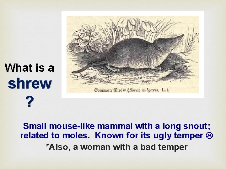 What is a shrew ? Small mouse-like mammal with a long snout; related to