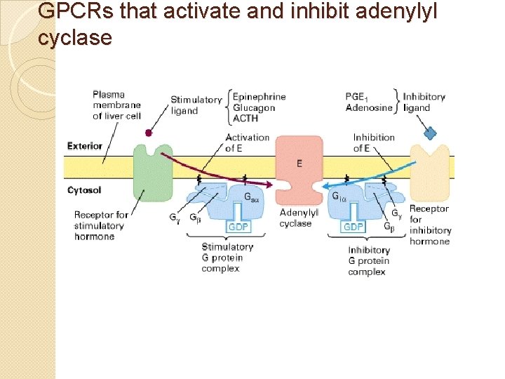 GPCRs that activate and inhibit adenylyl cyclase 
