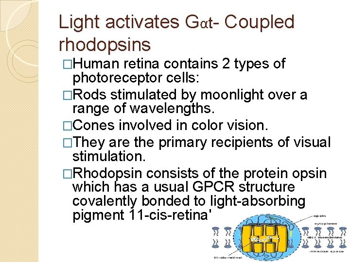 Light activates Gαt- Coupled rhodopsins �Human retina contains 2 types of photoreceptor cells: �Rods