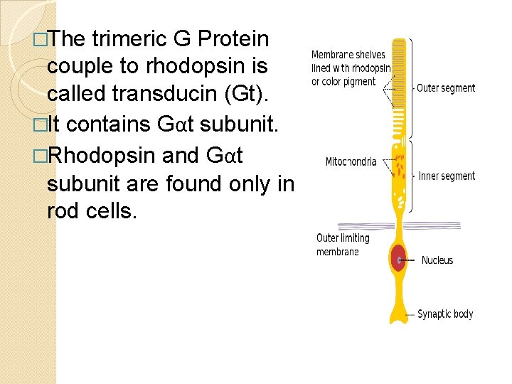 �The trimeric G Protein couple to rhodopsin is called transducin (Gt). �It contains Gαt