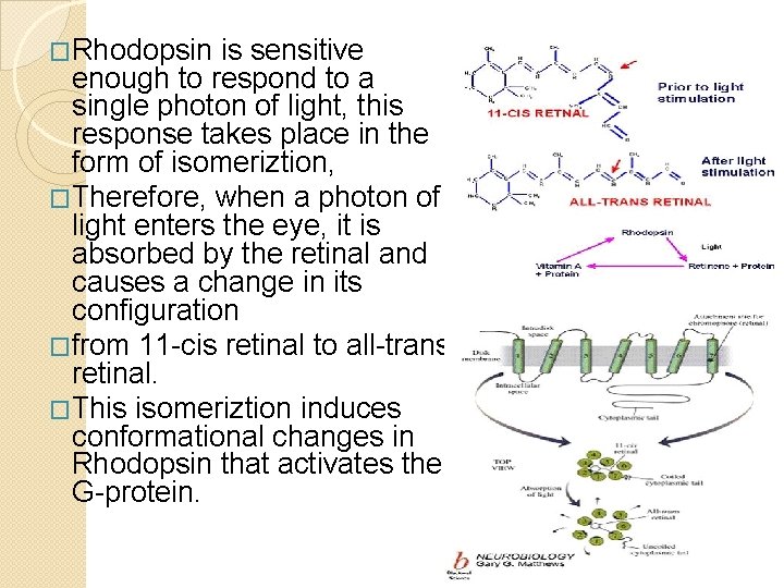 �Rhodopsin is sensitive enough to respond to a single photon of light, this response