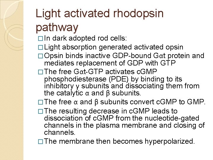 Light activated rhodopsin pathway � In dark adopted rod cells: � Light absorption generated