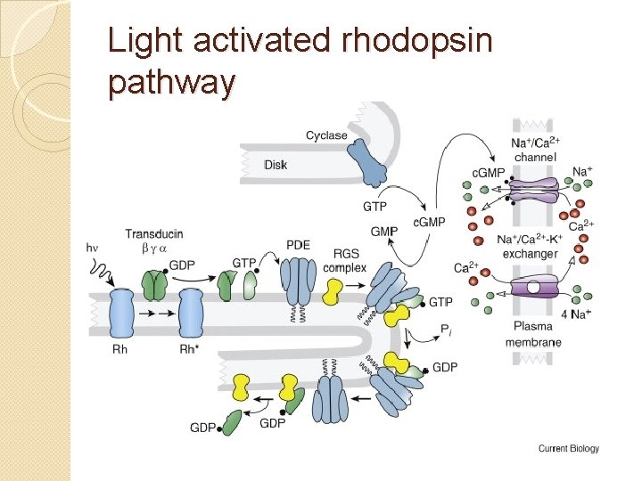 Light activated rhodopsin pathway 
