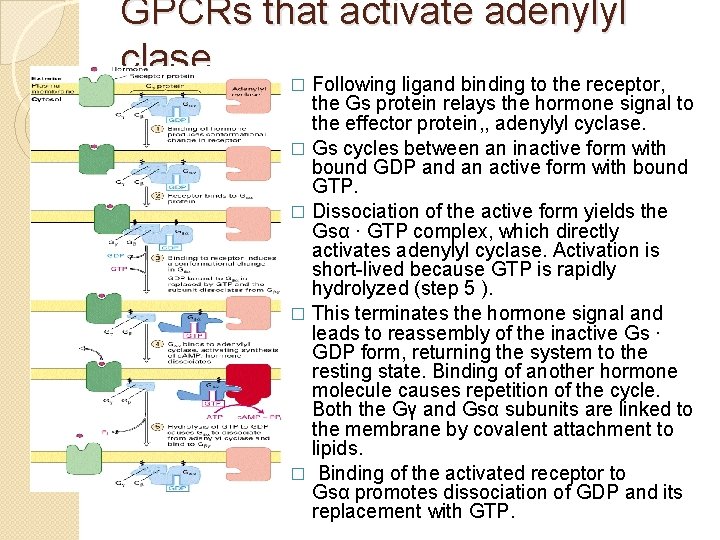 GPCRs that activate adenylyl clase � Following ligand binding to the receptor, the Gs