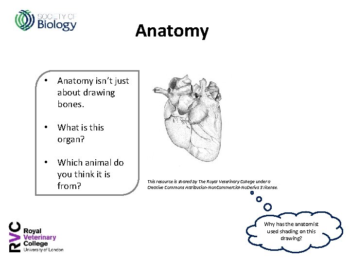 Anatomy • Anatomy isn’t just about drawing bones. • What is this organ? •