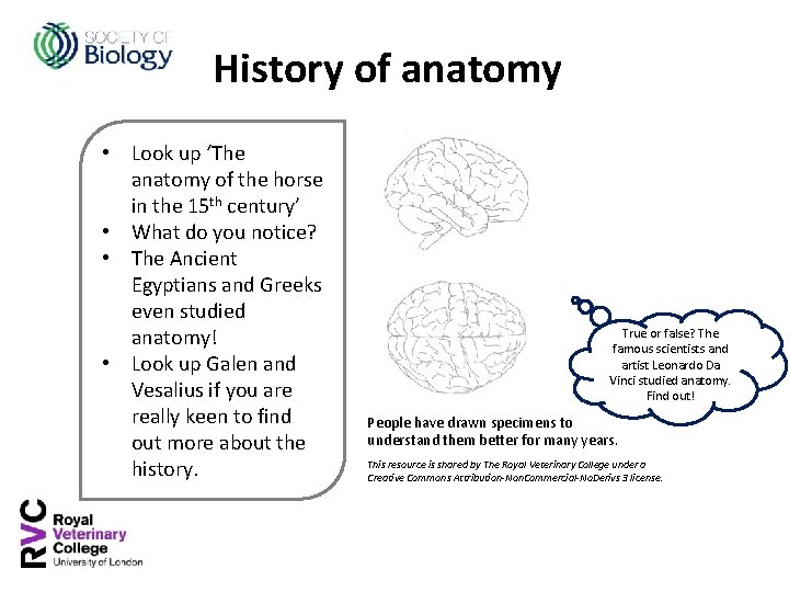 History of anatomy • Look up ‘The anatomy of the horse in the 15