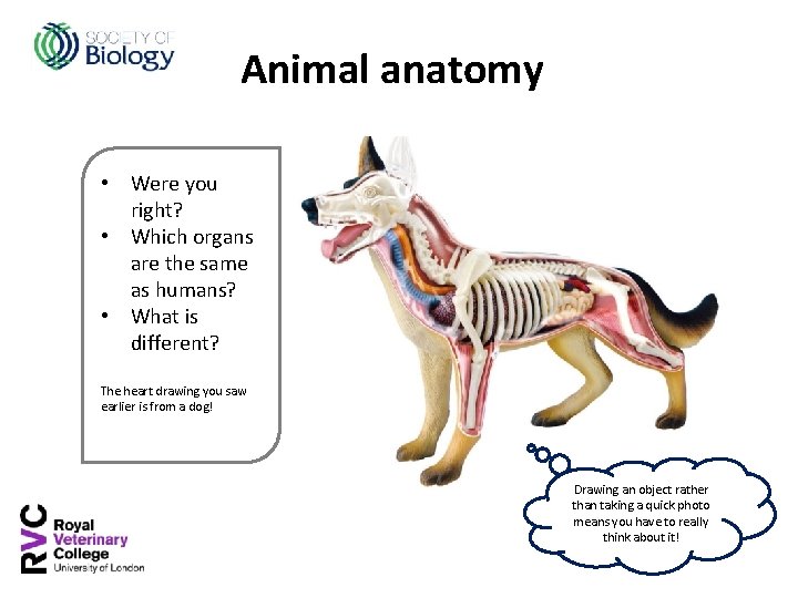 Animal anatomy • Were you right? • Which organs are the same as humans?