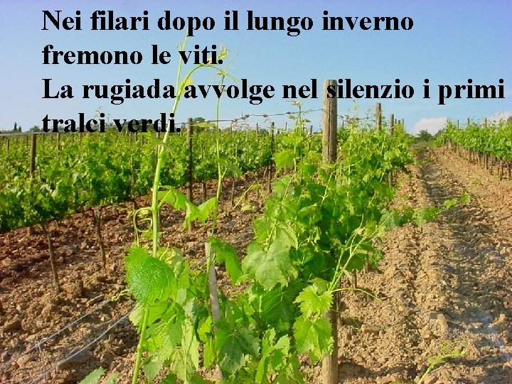 Nei filari dopo il lungo inverno fremono le viti. La rugiada avvolge nel silenzio