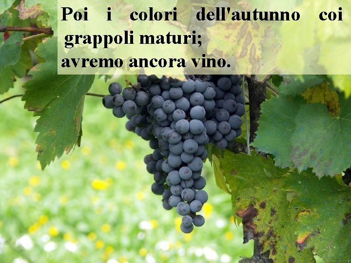 Poi i colori dell'autunno coi grappoli maturi; avremo ancora vino. 