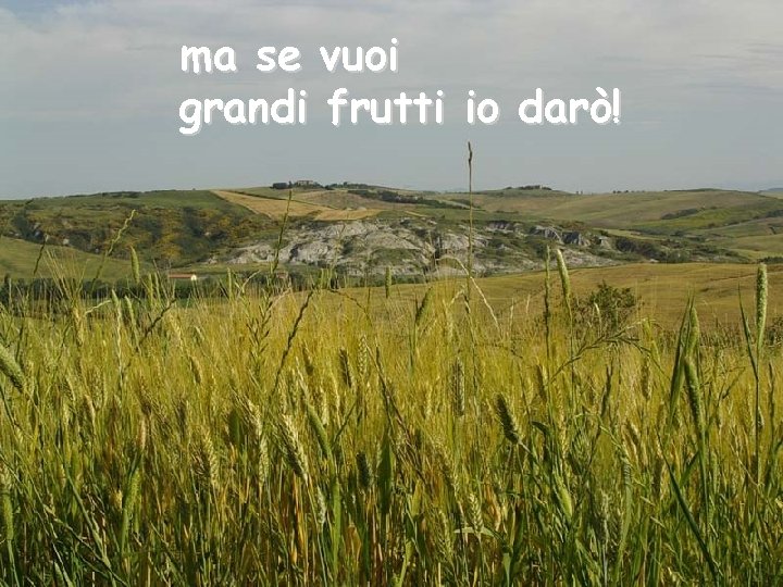 ma se vuoi grandi frutti io darò! 