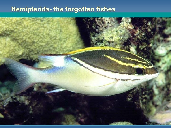 Nemipterids- the forgotten fishes 