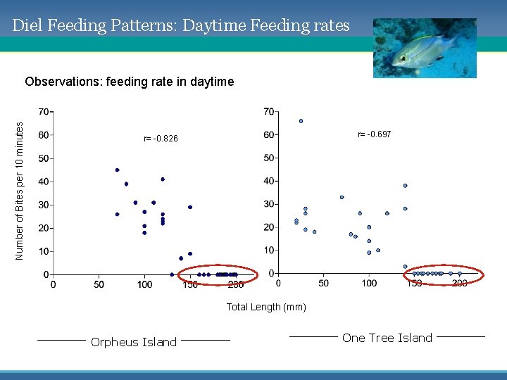 Diel Feeding Patterns: Daytime Feeding rates Number of Bites per 10 minutes Observations: feeding