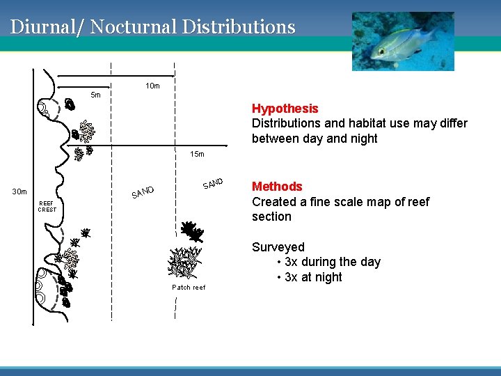 Diurnal/ Nocturnal Distributions 10 m 5 m Hypothesis Distributions and habitat use may differ