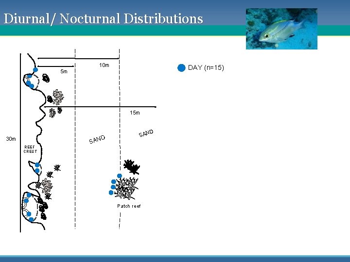 Diurnal/ Nocturnal Distributions 10 m DAY (n=15) 5 m 15 m D 30 m