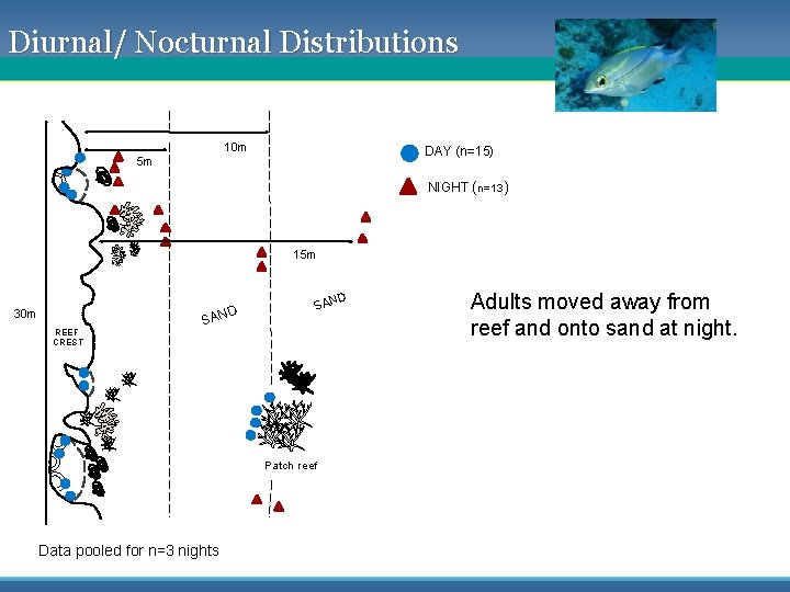 Diurnal/ Nocturnal Distributions 10 m DAY (n=15) 5 m NIGHT (n=13) 15 m 30