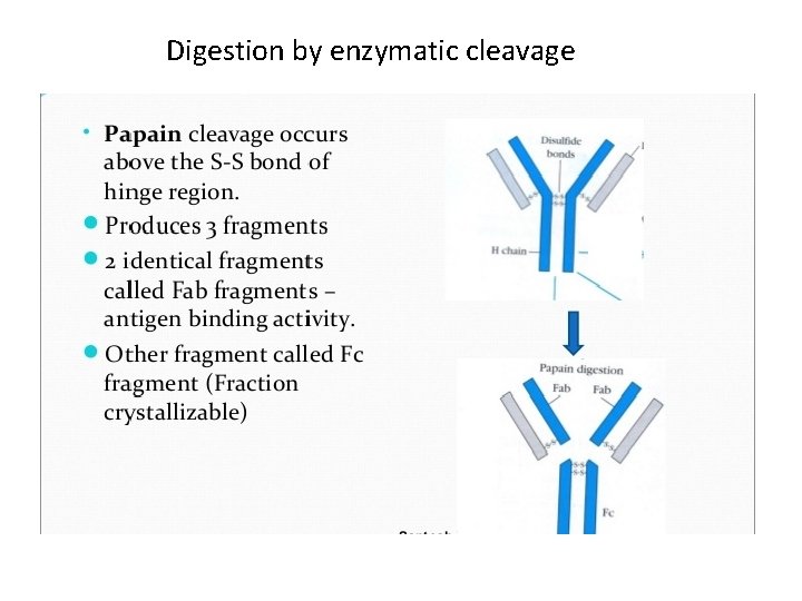 Digestion by enzymatic cleavage 