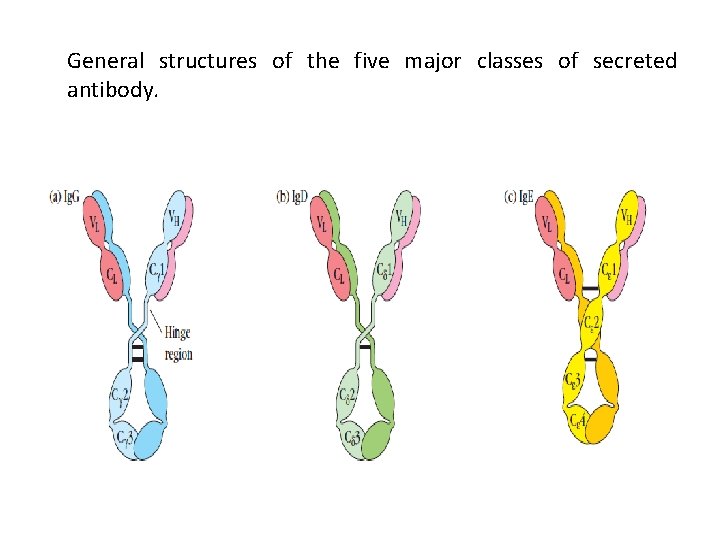 General structures of the five major classes of secreted antibody. 