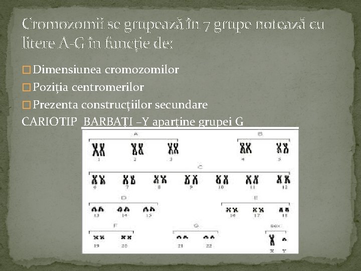 Cromozomii se grupează în 7 grupe notează cu litere A-G în funcție de: �