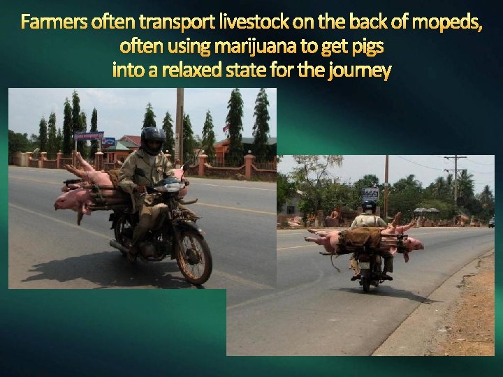 Farmers often transport livestock on the back of mopeds, often using marijuana to get