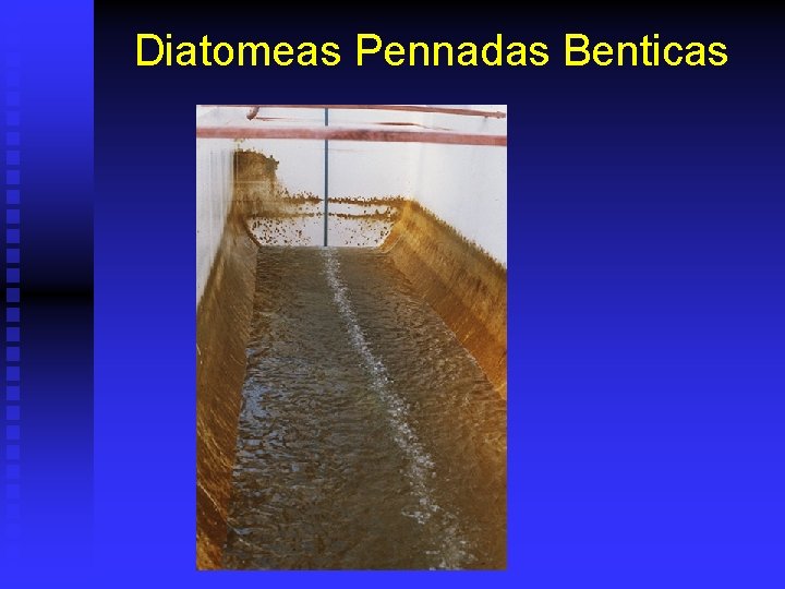 Diatomeas Pennadas Benticas 