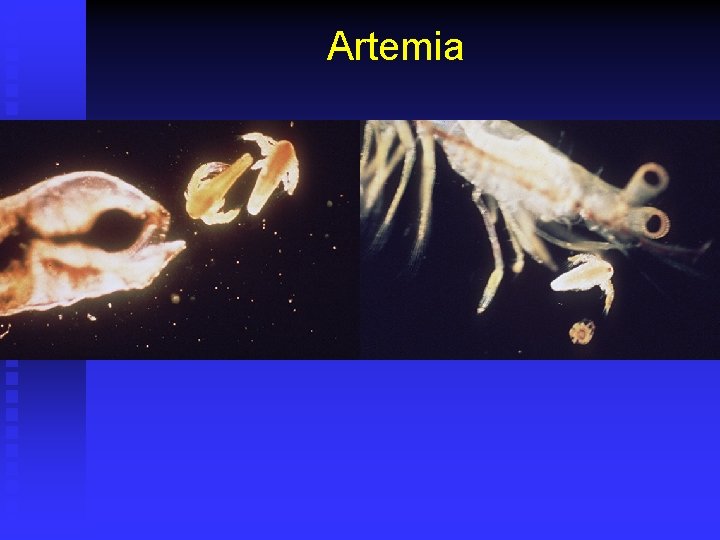 Artemia 