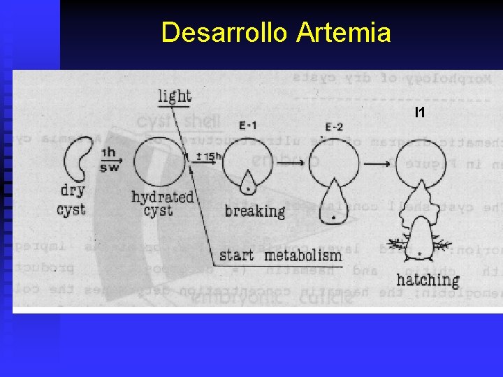 Desarrollo Artemia I 1 