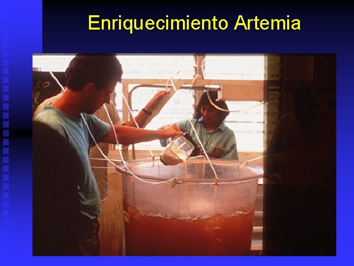 Enriquecimiento Artemia 