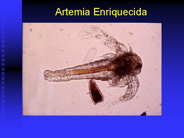 Artemia Enriquecida 