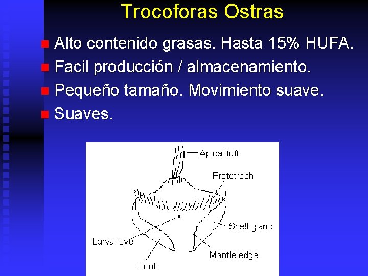 Trocoforas Ostras Alto contenido grasas. Hasta 15% HUFA. n Facil producción / almacenamiento. n