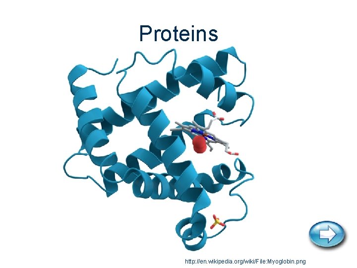 Proteins http: //en. wikipedia. org/wiki/File: Myoglobin. png 