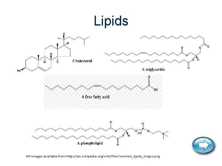 Lipids All images available from http: //en. wikipedia. org/wiki/File: Common_lipids_lmaps. png 