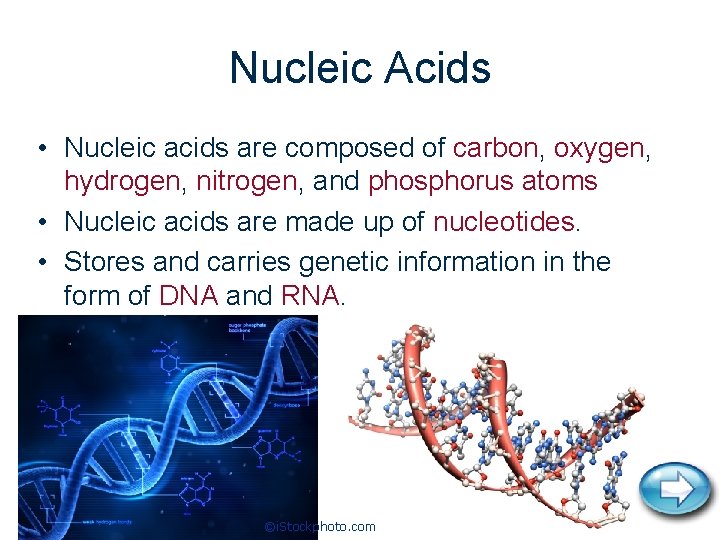 Nucleic Acids • Nucleic acids are composed of carbon, oxygen, hydrogen, nitrogen, and phosphorus