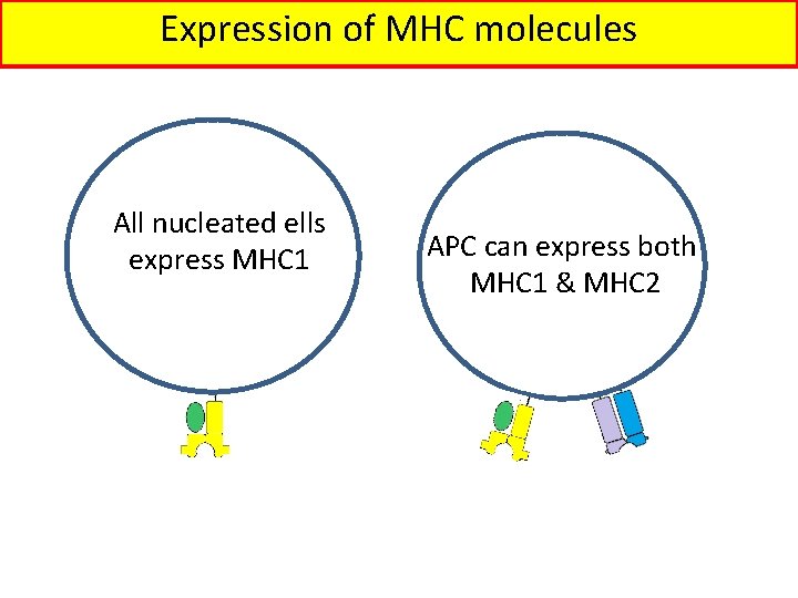 Expression of MHC molecules All nucleated ells express MHC 1 APC can express both