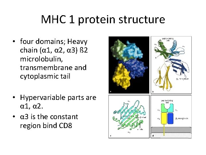 MHC 1 protein structure • four domains; Heavy chain (α 1, α 2, α