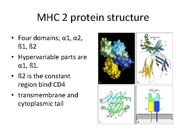 MHC 2 protein structure • Four domains; α 1, α 2, ß 1, ß