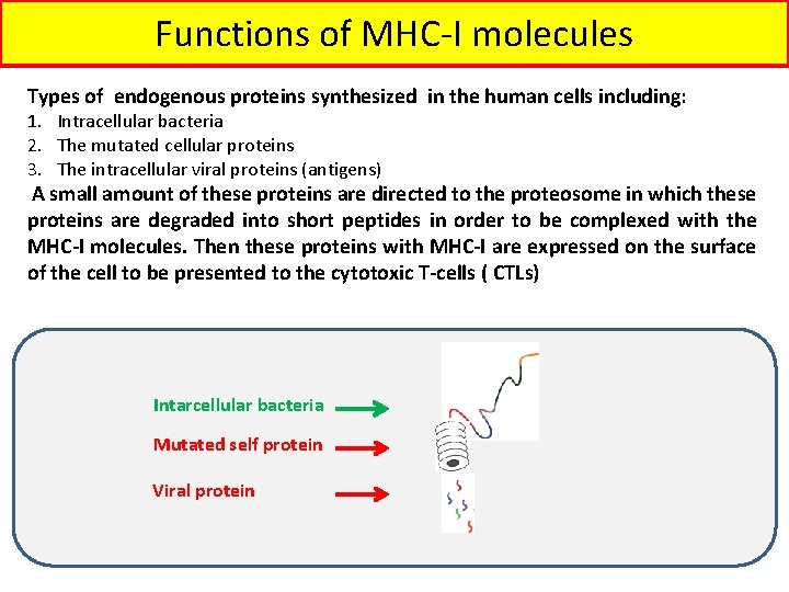 Functions of MHC-I molecules Types of endogenous proteins synthesized in the human cells including: