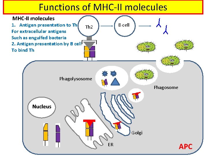 Functions of MHC-II molecules 1. Antigen presentation to Th: Th 2 For extracellular antigens