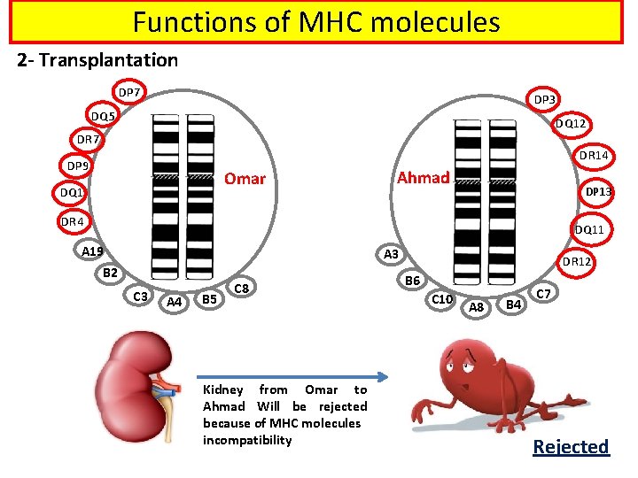 Functions of MHC molecules 2 - Transplantation DP 7 DP 3 DQ 5 DQ
