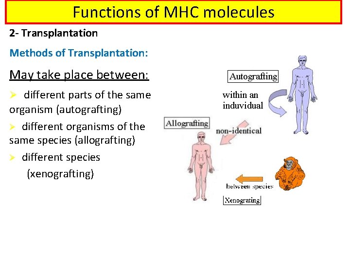 Functions of MHC molecules 2 - Transplantation Methods of Transplantation: May take place between: