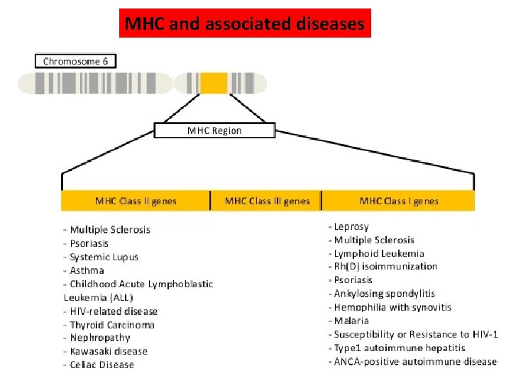 MHC and associated diseases 